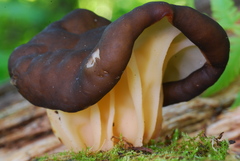 Gyromitra californica image