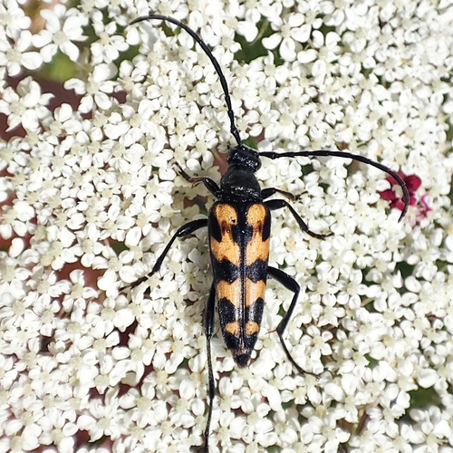 four-banded longhorn beetle, 9742 PX Groningen, Netherlands, photo 6 of 10