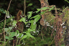 Veronica urticifolia