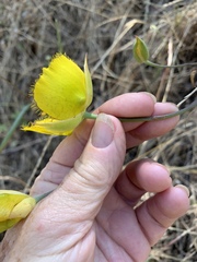Calochortus weedii weedii