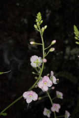 Veronica urticifolia
