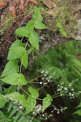Veronica urticifolia