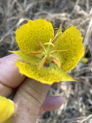 Calochortus weedii weedii