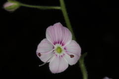 Veronica urticifolia