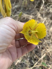 Calochortus weedii weedii