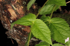 Veronica urticifolia