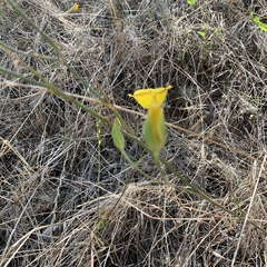 Calochortus weedii weedii