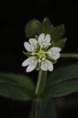 Cerastium lucorum