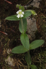 Cerastium lucorum