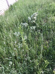 Dactylis glomerata