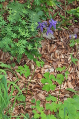 Aquilegia nigricans