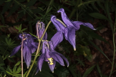 Aquilegia nigricans
