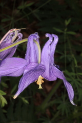 Aquilegia nigricans