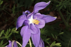 Aquilegia nigricans
