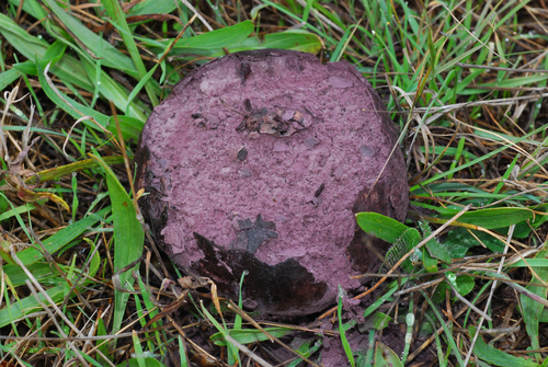 Purple-spored Puffball
