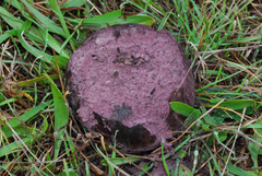 Calvatia cyathiformis image