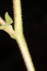 Aquilegia nigricans
