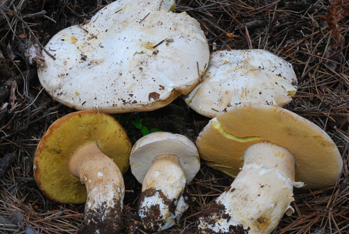Barrow's Bolete