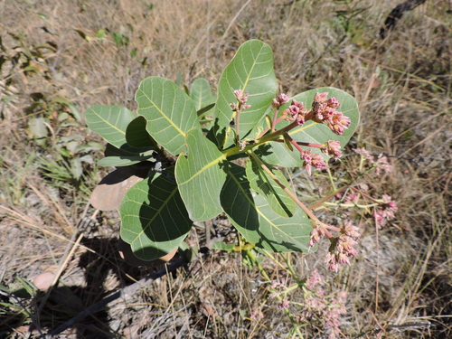 Foto de Cajuzinho-do-cerrado