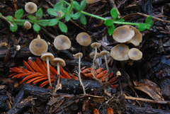 Dendrocollybia racemosa image