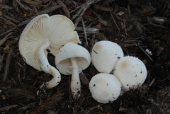 Leucocoprinus cepistipes image