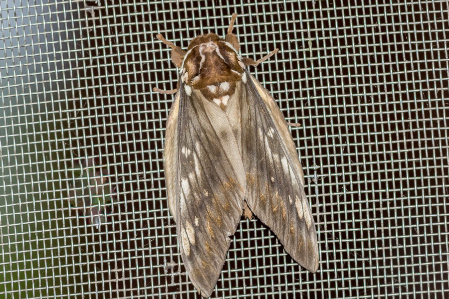 Citheronia bellavista image