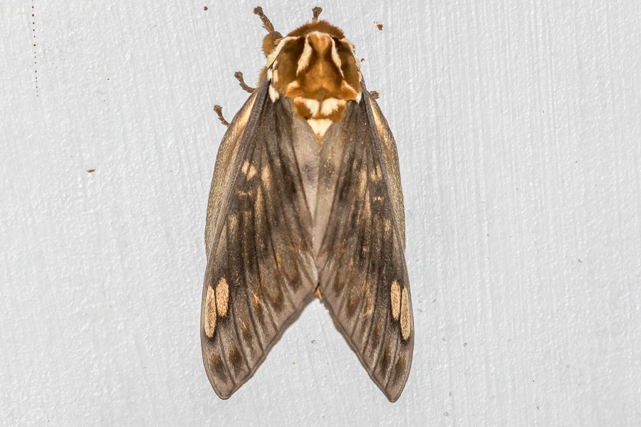 Citheronia bellavista image