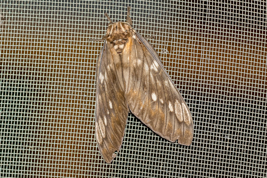 Ceratocampinae image