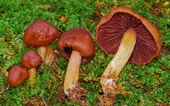 Mycena rutilantiformis image