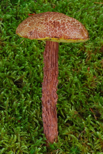 Russell's Bolete