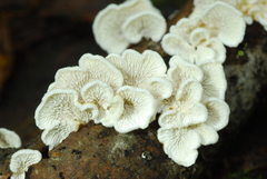 Plicaturopsis crispa image