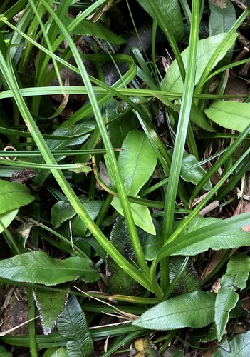 Carex hachijoensis iNat (1)