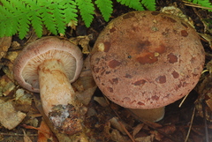 Lactarius mutabilis image