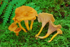 Cantharellus ignicolor image