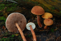 Austroboletus gracilis image