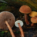 Austroboletus gracilis - Photo (c) Christian Schwarz, μερικά δικαιώματα διατηρούνται (CC BY-NC), uploaded by Christian Schwarz