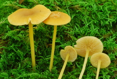 Entoloma unicolor image