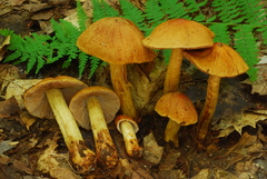 Cortinarius corrugatus image