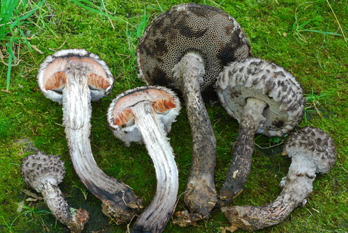 Old-man-of-the-woods