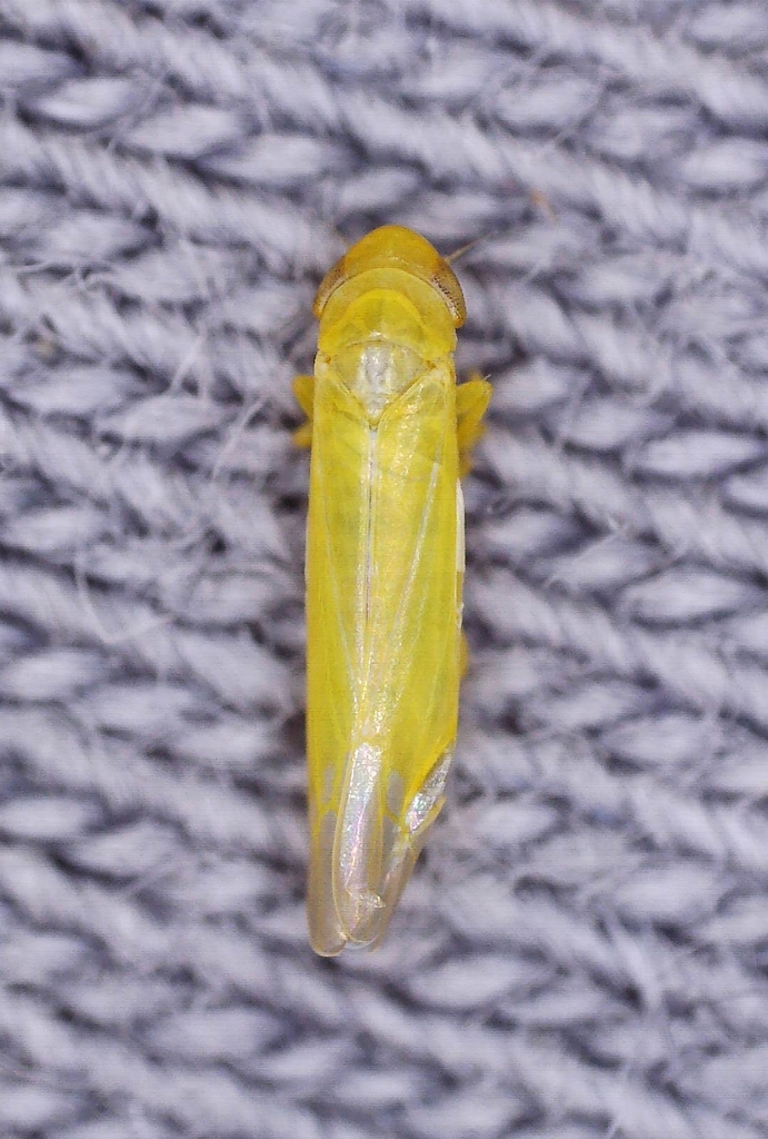 Notus flavipennis