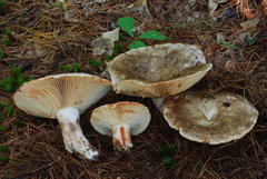 Russula dissimulans image