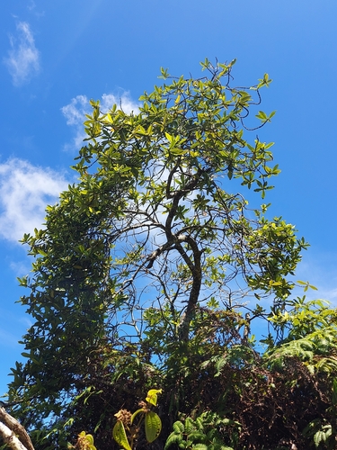 Myrsine lessertiana observed 2024-07-29