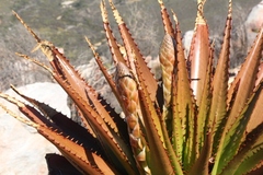 Aloe lineata
