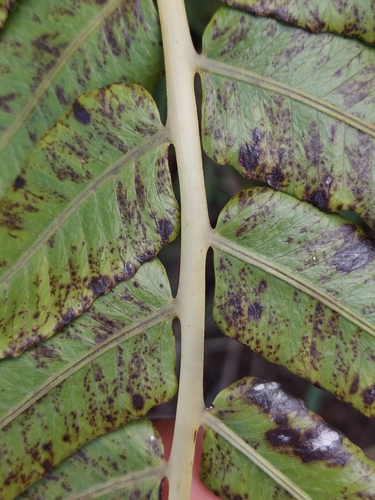Image of Menisciopsis cyatheoides by no rights reserved