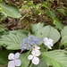 Hydrangea macrophylla normalis - Photo (c) diplommatina, some rights reserved (CC BY-NC)