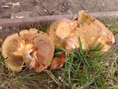 Paxillus cuprinus image