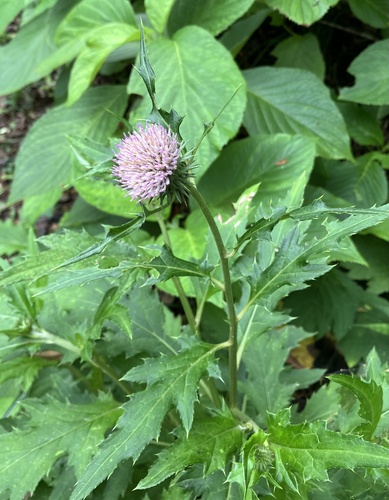 Cirsium hachijoense iNat (1)