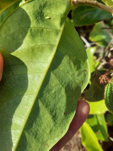 Image of Antidesma platyphyllum by no rights reserved