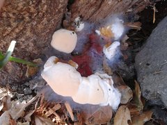 Ganoderma polychromum image