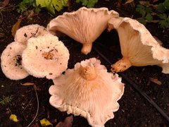 Lactarius pubescens image